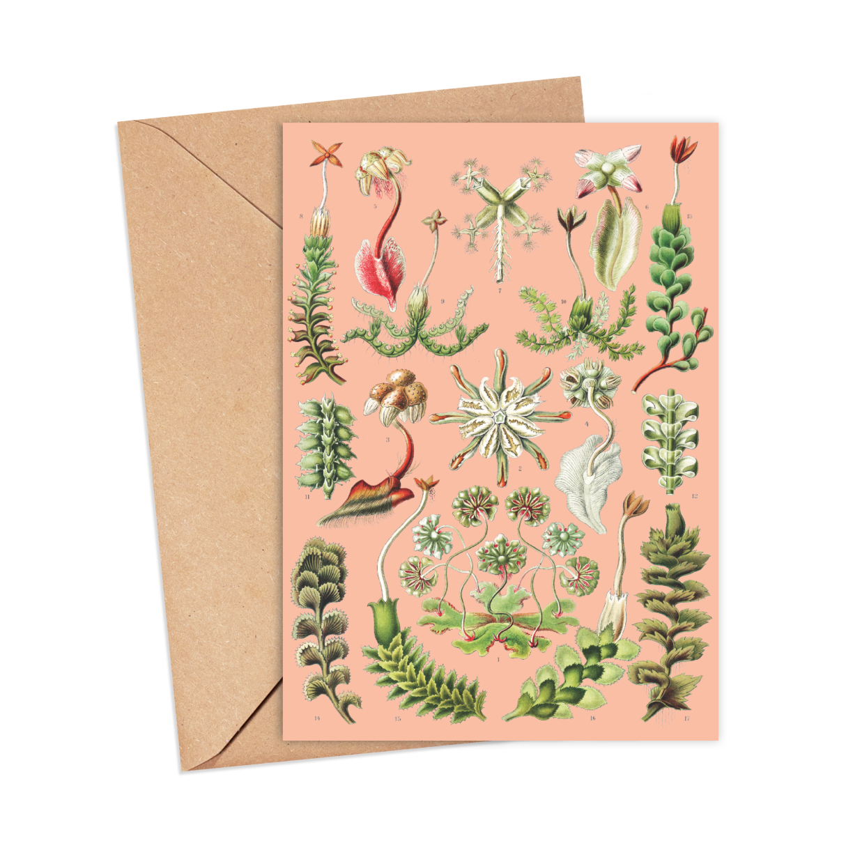 IKONINK Hepaticae Card