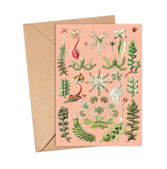 IKONINK Hepaticae Card